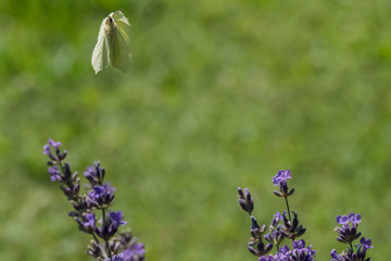 Schmetterling auf Lavendel