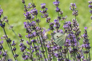 Schmetterling auf Lavendel