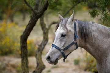 White horse grazing in Sicily