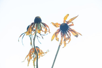 Withered echinacea flowers
