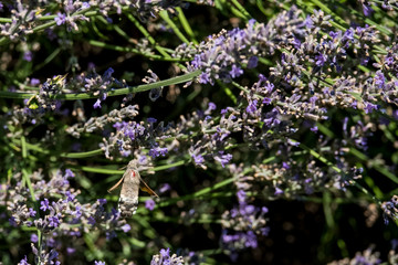 Taubenschwänzchen im Flug am Lavendel
