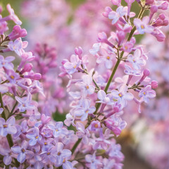 Fototapeta premium Lilac flowers blossom flowers in spring garden