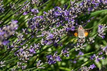 Taubenschwänzchen im Flug am Lavendel