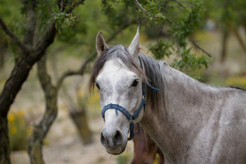 White horse grazing in Sicily 