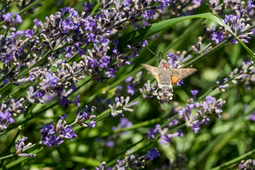 Taubenschwänzchen im Flug am Lavendel