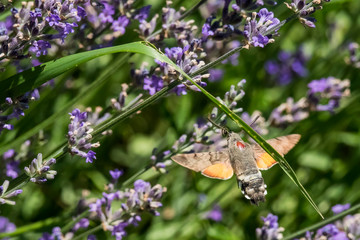 Taubenschwänzchen im Flug am Lavendel