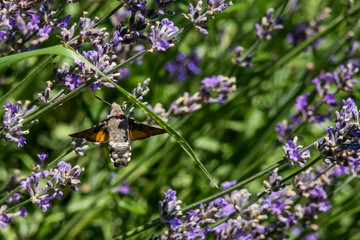 Taubenschwänzchen im Flug am Lavendel