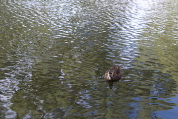 ducks in a billabong, adelaide,australia