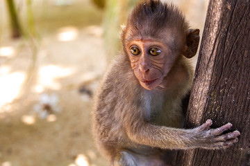 Small monkey on a tree