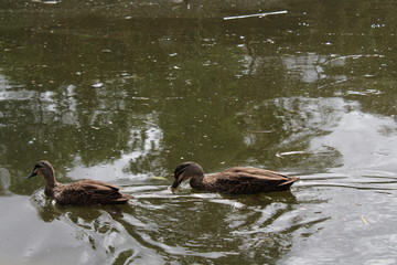 ducks in a billabong, adelaide,australia
