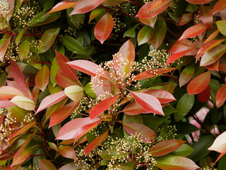 Photinia × fraseri - Photonia ou photinies 'Red Robin'. Inflorescence printanière