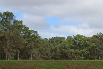 Obraz premium park near torrens river, adelaide, australia
