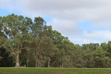 Fototapeta premium park near torrens river, adelaide, australia