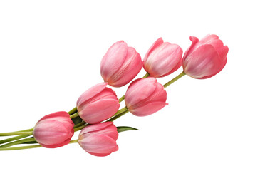 pink garden tulips isolated on white background