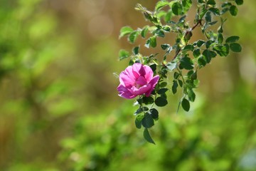 Wild rose blooming