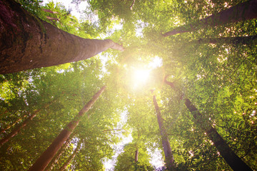Impressive trees in the forest. Fresh green, spring time. Bottom view.
