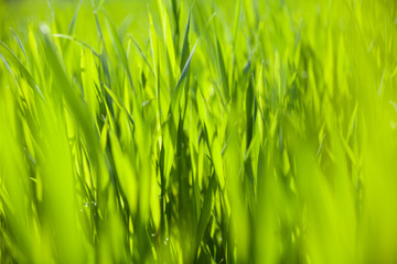 Green grass in the sunny day