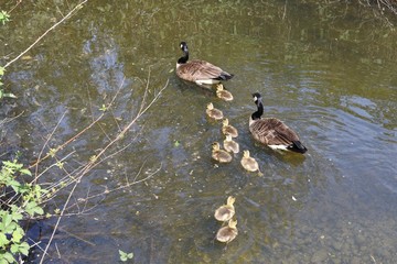 Canada goose with gosling