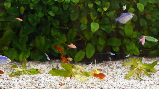 Close Up view of many different fish eating food in home aquarium.