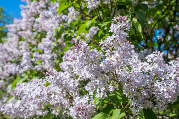 Fototapeta premium Lilac flowers blossom flowers in spring garden