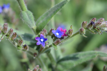 Common bugloss