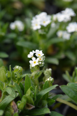 Woodland forget-me-not