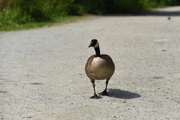 Goose walking on the street