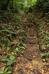 Hiking track in Bosque Nuboso NP near Santa Elena in Costa Rica