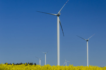 WIND FARM - A clear blue sky over an ecological wind farm and a colorful rape field