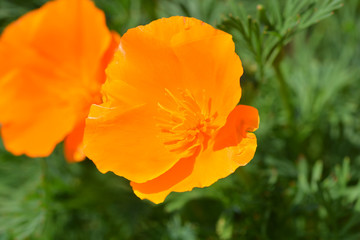 Naklejka premium Golden poppy flower