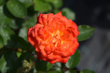 Rose Baby Masquerade