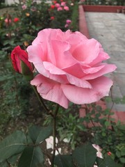Pink rose lovely 2
