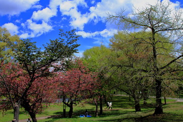 Fototapeta na wymiar 札幌中島公園の桜の風景