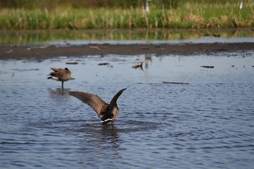 goose fluttering of wings