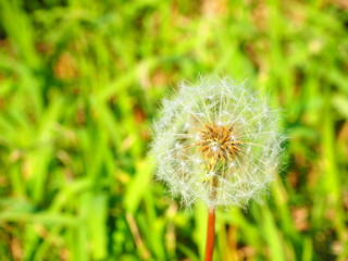 Dandelion Blowball on Green Background