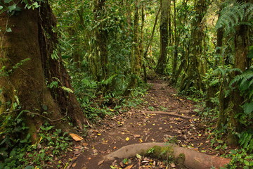 Hiking track in Bosque Nuboso NP near Santa Elena in Costa Rica
