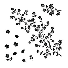 Silhouette of apple or cherry flower with leaf, branch  blossom,  black color, isolated on white background