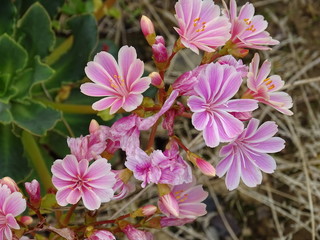 Naklejka premium succulentes