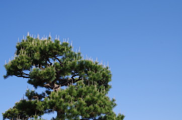 松と青空