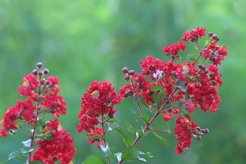 Lagerstroemia speciosa or Queen's flower tree in the garden.