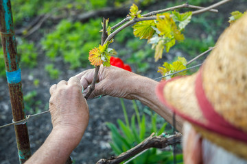 Gardener in straw hat caring for the vine in the garden