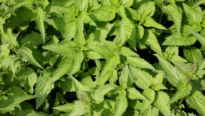 Stinging nettle background and texture