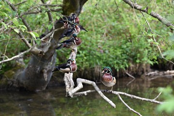 lovebirds on the tree