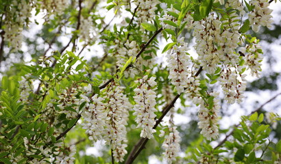 Spring blooming white acacia on branch background 