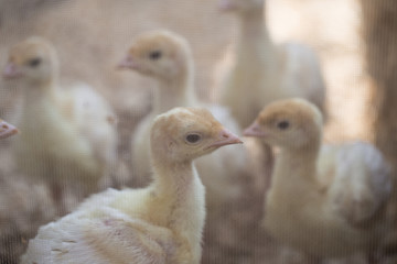 Yellow turkeys in a box with a bright light bulb