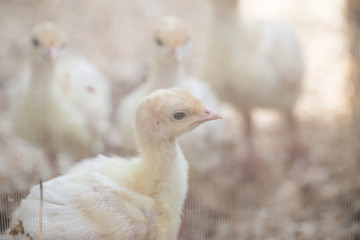 Yellow turkeys in a box with a bright light bulb