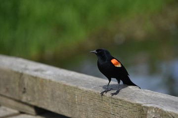red winged blackbird in Vancouver