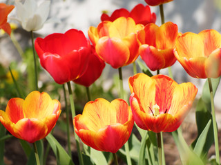 Red tulips in the garden closeup. Tulips on the background of the light wall, selective focus.