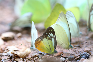 Butterflies following a series of natural Ban Krang Camp. Phetchaburi, Thailand