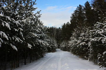 Obraz premium Empty dirt country road in a snowy forest